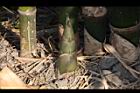 綠竹-竹筍04.JPG