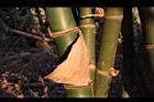 綠竹-竹籜04.JPG