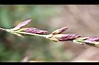 綠竹-花苞05.jpg