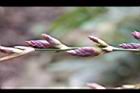 綠竹-花苞06.jpg