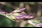 綠竹-花苞11.jpg
