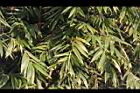 綠竹-葉04.JPG