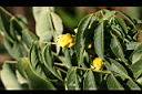 繁花決明-花0.jpg