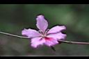 羊蹄甲-花08.jpg