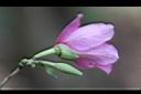 羊蹄甲-花側1.jpg