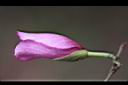 羊蹄甲-花苞01.jpg