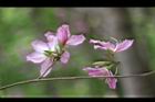 羊蹄甲-花0.jpg