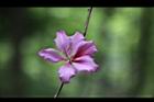 羊蹄甲-花06.jpg