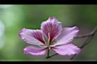 羊蹄甲-花09.jpg