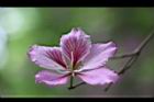 羊蹄甲-花10.jpg