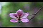 羊蹄甲-花11.jpg