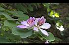 羊蹄甲-花20.jpg
