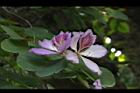 羊蹄甲-花21.jpg