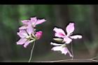 羊蹄甲-花3.jpg