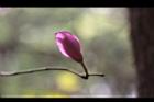 羊蹄甲-花苞00.jpg