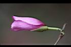羊蹄甲-花苞02.jpg