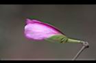 羊蹄甲-花苞03.jpg