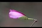 羊蹄甲-花苞04.jpg