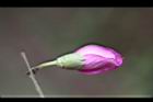 羊蹄甲-花苞06.jpg