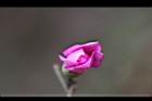 羊蹄甲-花苞07.jpg