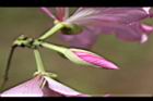 羊蹄甲-花苞08.jpg