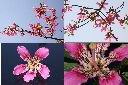 美人樹-花1.jpg