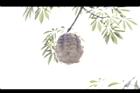 美人樹-棉實18.JPG