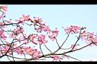 美人樹-花01.JPG