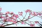 美人樹-花02.JPG
