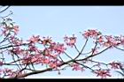 美人樹-花03.JPG