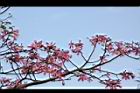 美人樹-花04.JPG