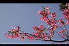 美人樹-花09.JPG