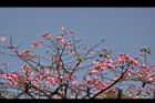 美人樹-花10.JPG
