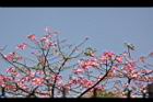 美人樹-花11.JPG