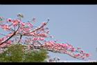 美人樹-花12.JPG