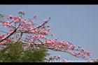 美人樹-花13.JPG