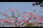 美人樹-花14.JPG