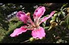 美人樹-花31.JPG