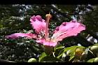 美人樹-花35.JPG