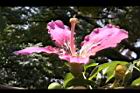 美人樹-花36.JPG