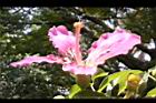 美人樹-花37.JPG