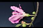 美人樹-花側0.JPG