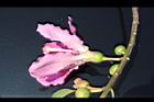 美人樹-花側1.JPG