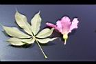 美人樹-花葉0.JPG