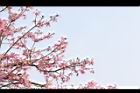 美人樹69.JPG