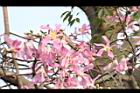 美人樹70.JPG