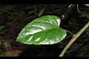 翼莖粉藤-葉正00.JPG