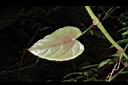 翼莖粉藤-葉背00.JPG