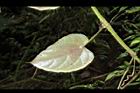 翼莖粉藤-葉背03.JPG