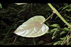 翼莖粉藤-葉背04.JPG